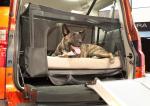Honda Element Concept Dog Friendly 2010 года